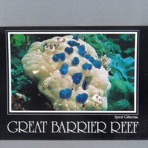 Vintage Postcard - Spiral Grill Worms Great Barrier Reef - Peer Productions